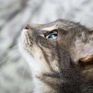 Meet your Posher, Kari